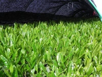 Bio Matcha Shinayaka, Ceremonial Grade, Super-Premium 5 Bio Matcha Shinayaka, Ceremonial Grade, Super-Premium – Bild 4