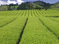 Sencha Kabuse Kirifuda, Bio, Super-Premium 8 Sencha Kabuse Kirifuda, Bio, Super-Premium – Bild 6